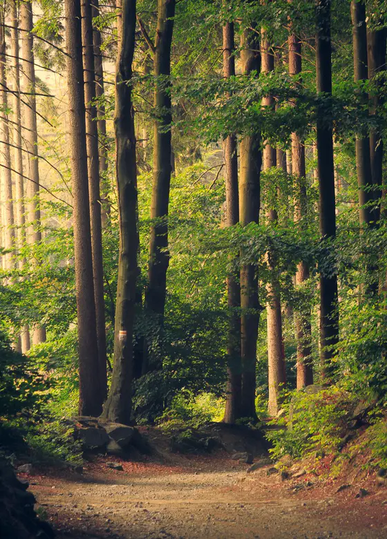 Sunlight breaking through a dense forest canopy