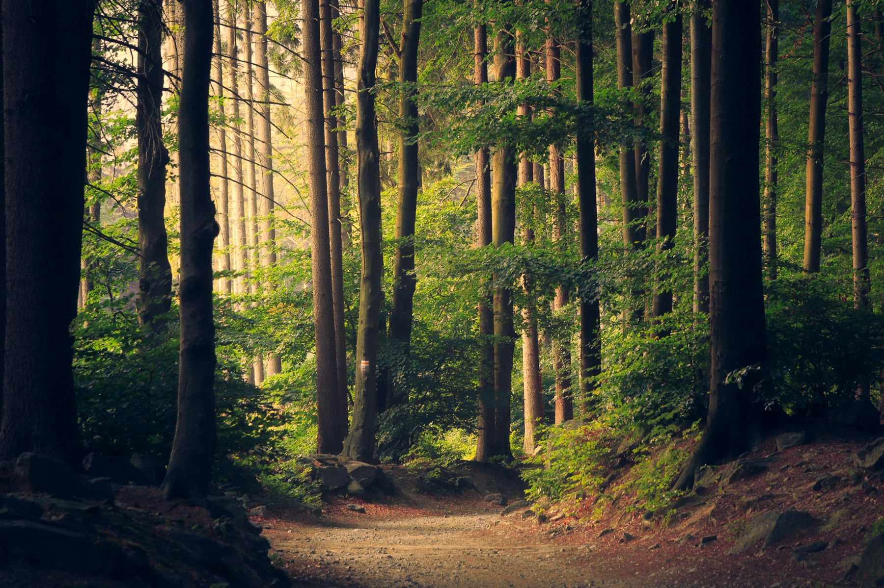 Sunlight breaking through a dense forest canopy